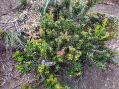 Bejaria
