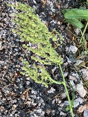 Rumex acetosa