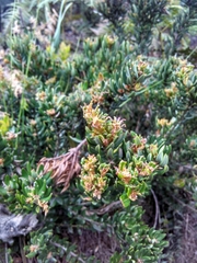 Bejaria