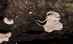 Datronia brunneoleuca