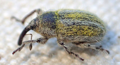 Eustenopus villosus