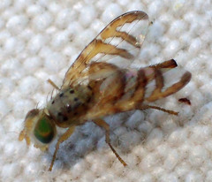 Chaetorellia succinea