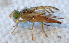 Chaetorellia succinea