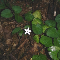 Geophila