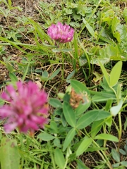 Trifolium medium