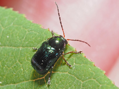 Cryptocephalus nitidulus