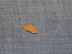 Hyalobathra