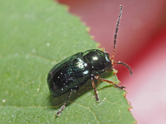 Cryptocephalus nitidulus