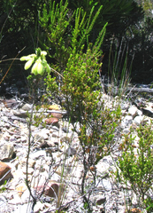Erica sparrmanni