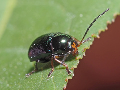 Cryptocephalus nitidulus