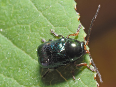 Cryptocephalus nitidulus