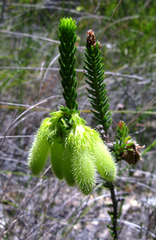 Erica sparrmanni