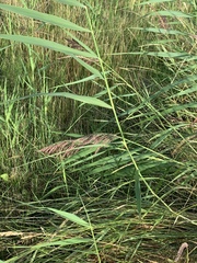 Phragmites australis
