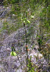 Erica sparrmanni