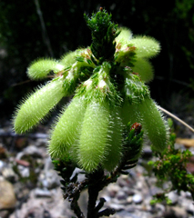 Erica sparrmanni