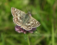 Muschampia tessellum