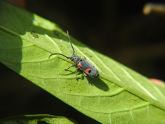 Tetraopes batesi