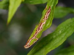 Phytomyza solidaginis