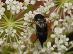 Variimorda villosa