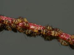 Callipterinella tuberculata