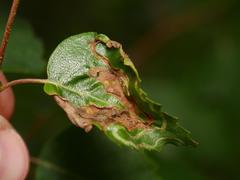 Agromyza alnibetulae