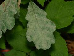 Erysiphe alphitoides