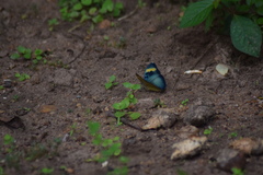 Euphaedra medon medon