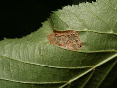 Phyllonorycter nicellii