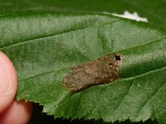 Phyllonorycter nicellii