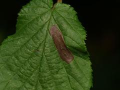 Phyllonorycter nicellii