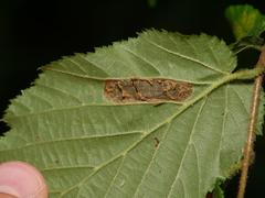 Phyllonorycter nicellii