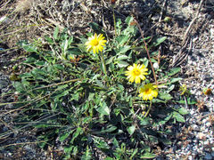 Haplocarpha lyrata