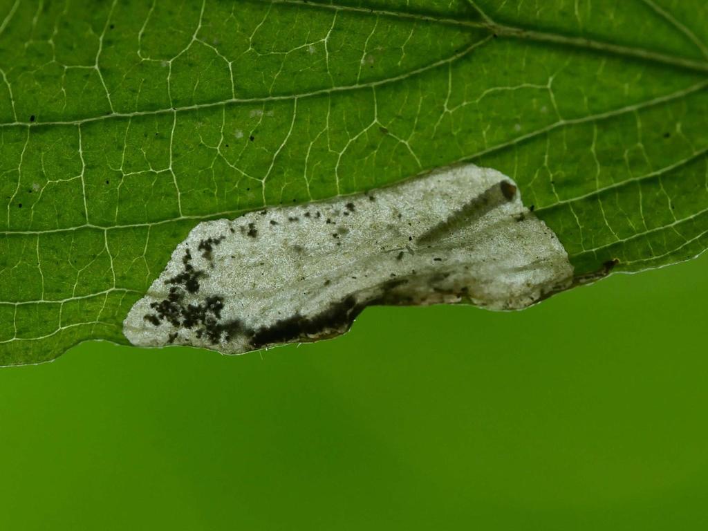 Four-spot Lift