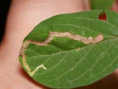 Aulagromyza hendeliana