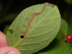 Aulagromyza hendeliana