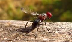 Cephalia rufipes