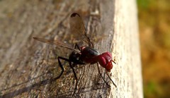 Cephalia rufipes