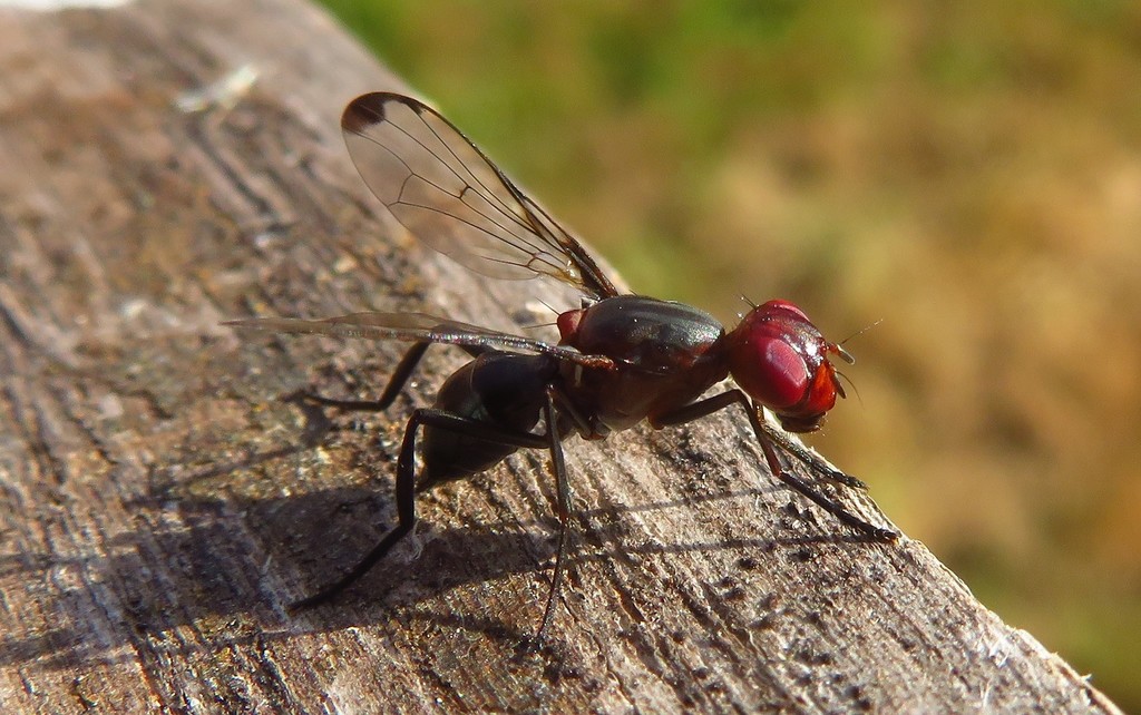 Cephalia rufipes