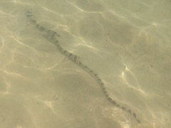 Myrichthys colubrinus