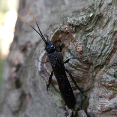 Urocerus cressoni