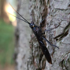 Urocerus cressoni
