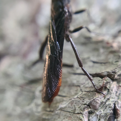 Urocerus cressoni