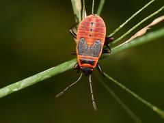 Pyrrhocoris apterus