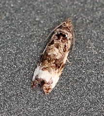Endothenia