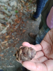 Pseudotsuga wilsoniana