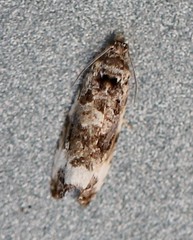 Endothenia