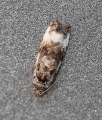Endothenia