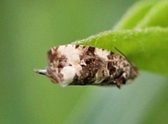 Endothenia