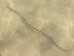 Myrichthys colubrinus