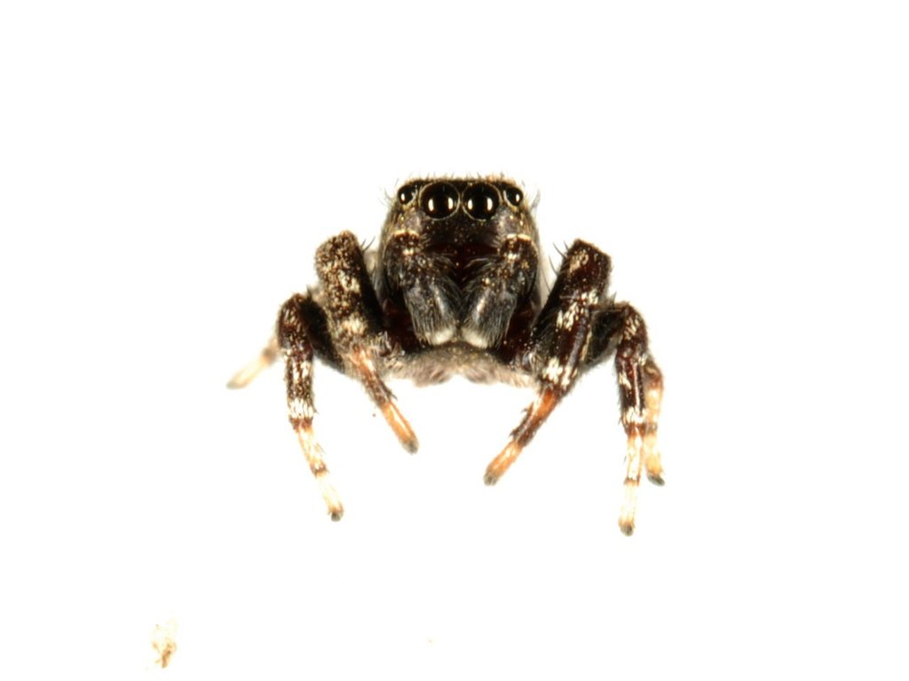 Pelegrina aeneola
